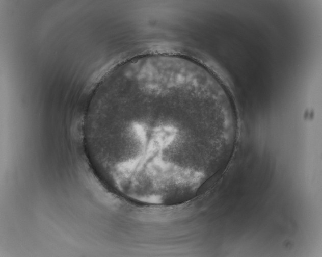 X0000110940009200907311028