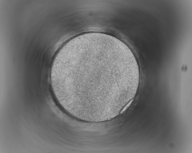 X0000110940011200907311028