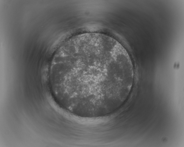 X0000110940018200907311027