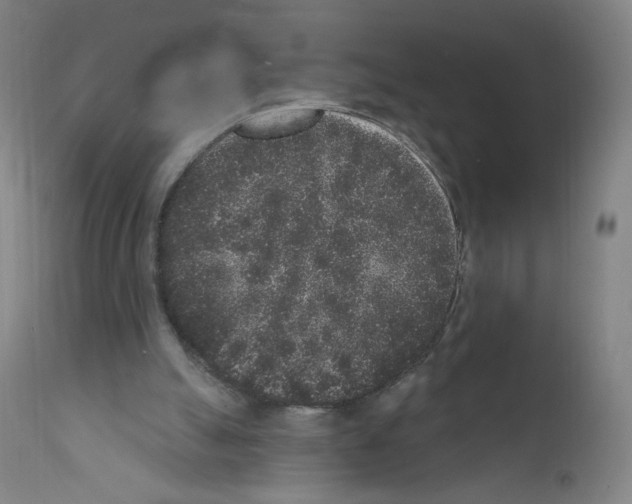 X0000110940055200907311026