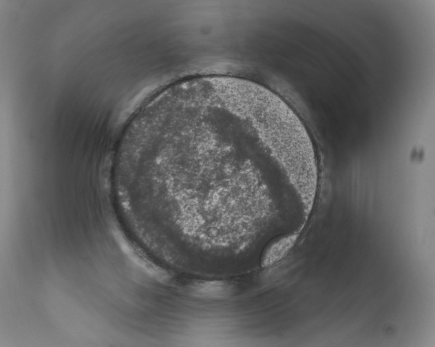 X0000110940058200907311026