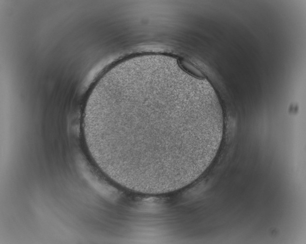X0000110940064200907311026