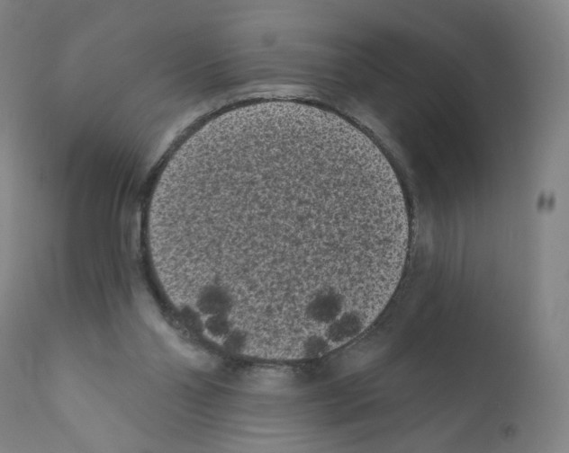 X0000110940110200907311026