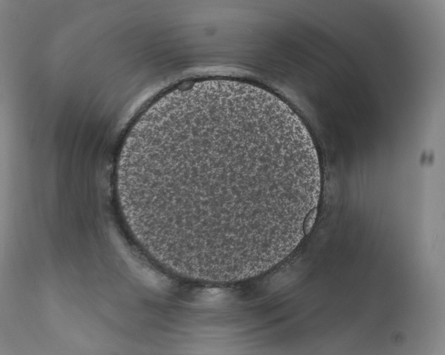 X0000110940111200907311026