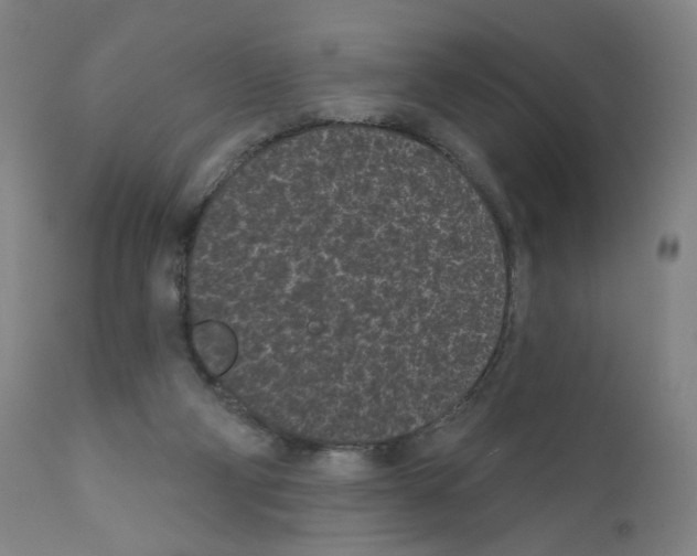 X0000110940114200907311026