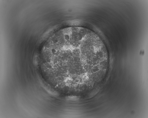 X0000110940161200907311025