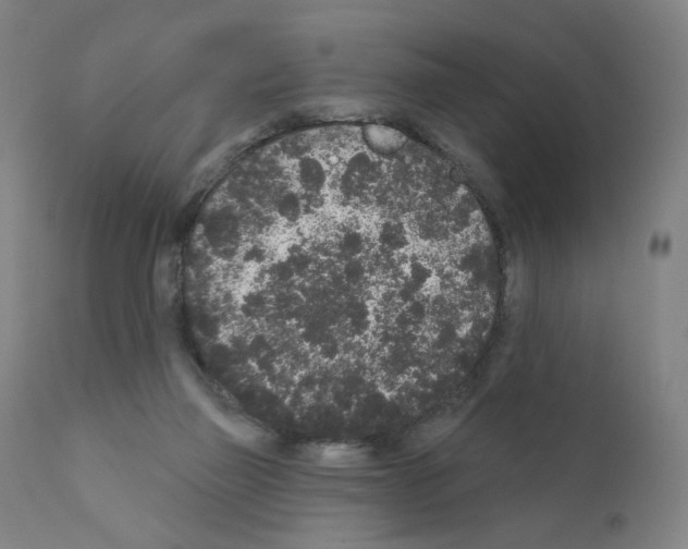 X0000110940165200907311025