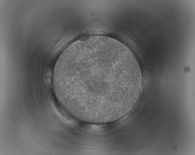 X0000110940166200907311025