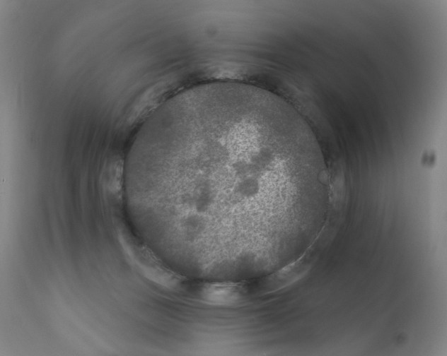 X0000110940175200907311025