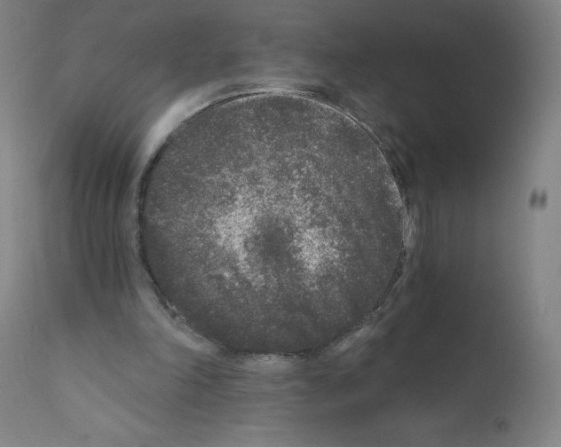 X0000110940198200907311025