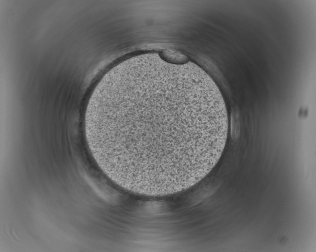 X0000110940204200907311025