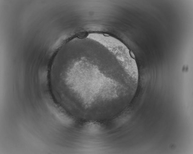 X0000110940207200907311025