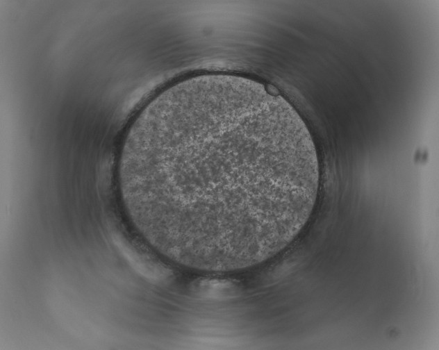 X0000110940208200907311025