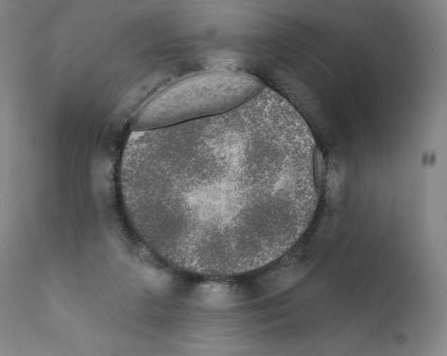 X0000110940211200907311024