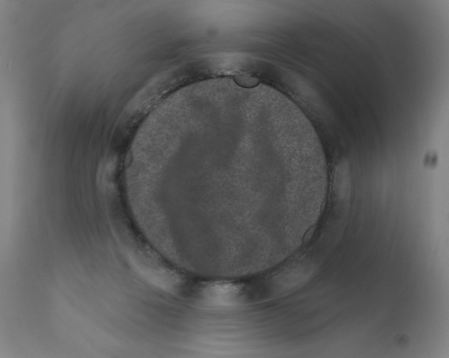 X0000110940217200907311024