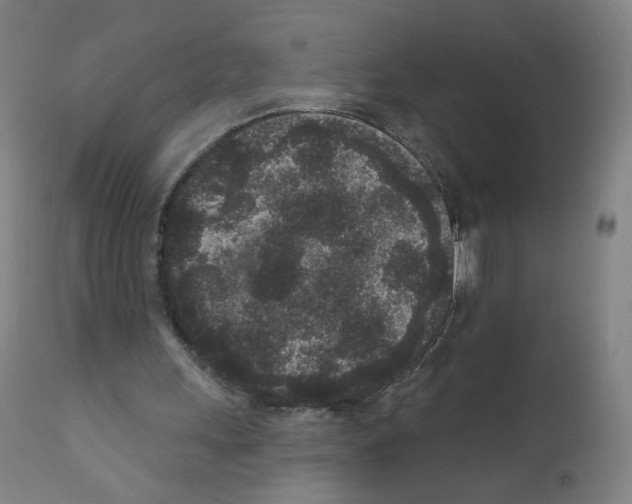 X0000110940243200907311023