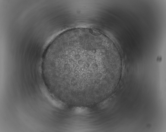 X0000110940346200907311022