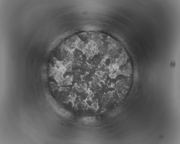 X0000110940353200907311022