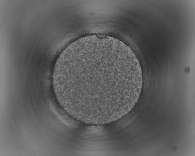 X0000110940354200907311022