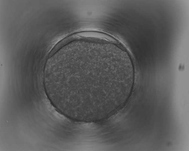 X0000110940385200907311022