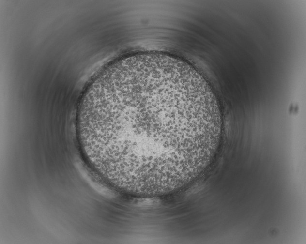 X0000110940398200907311022