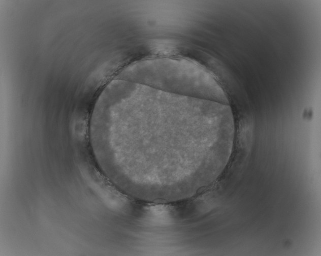 X0000110940417200907311021