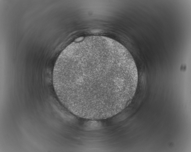 X0000110940421200907311021