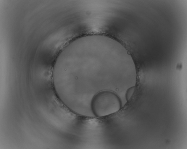 X0000110940423200907311021