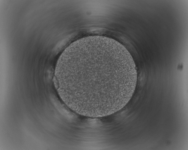 X0000110940424200907311021