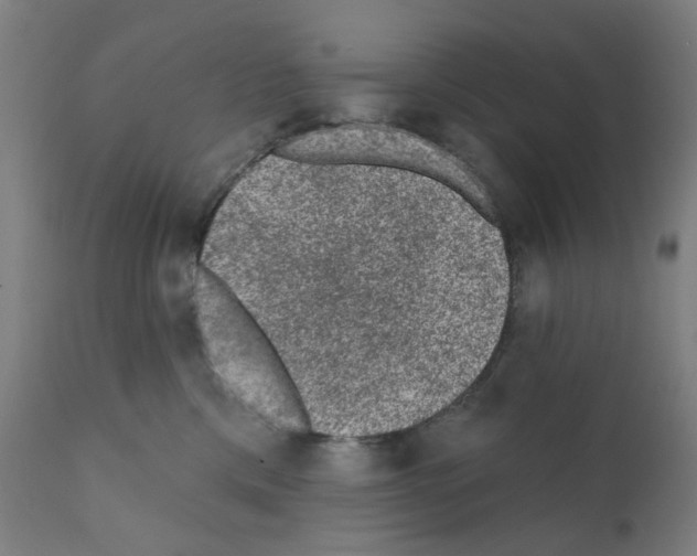 X0000110940425200907311021