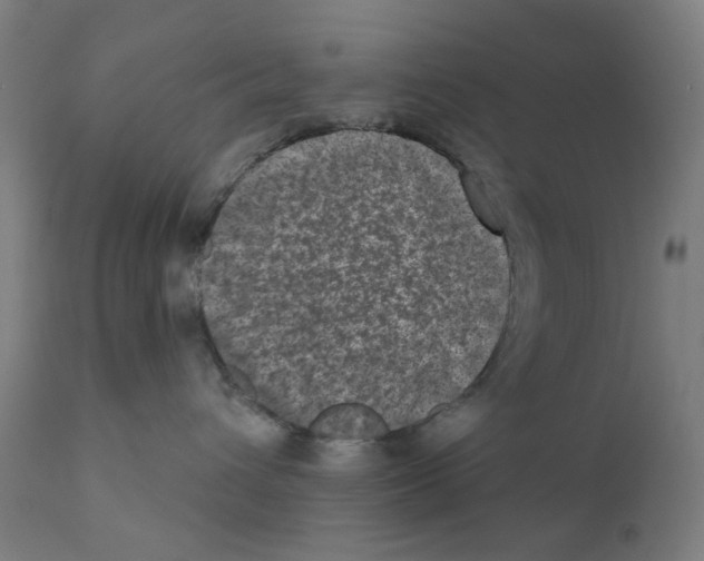 X0000110940432200907311021