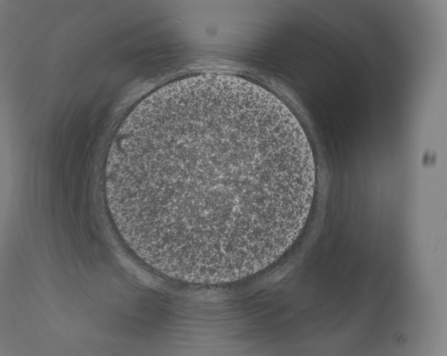 X0000110940433200907311020