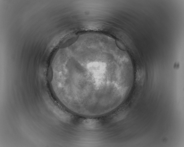 X0000110940444200907311021