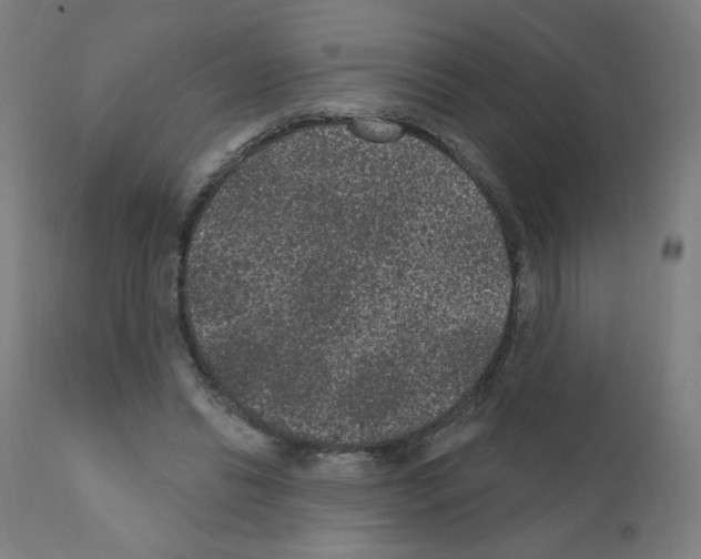 X0000110940446200907311021