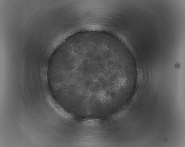 X0000110940447200907311021