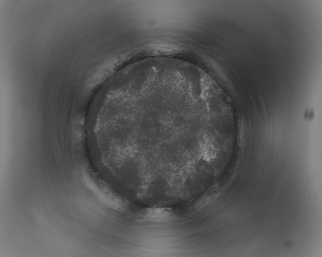 X0000110940451200907311021