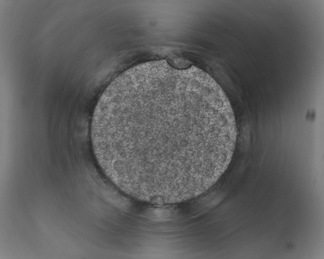 X0000110940466200907311021