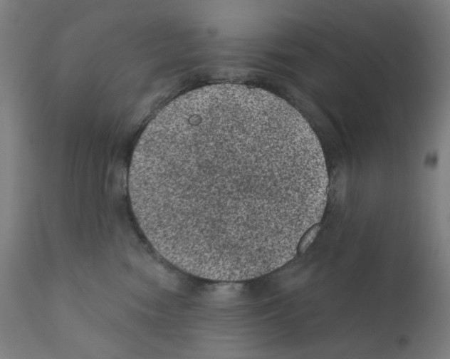 X0000110940474200907311021