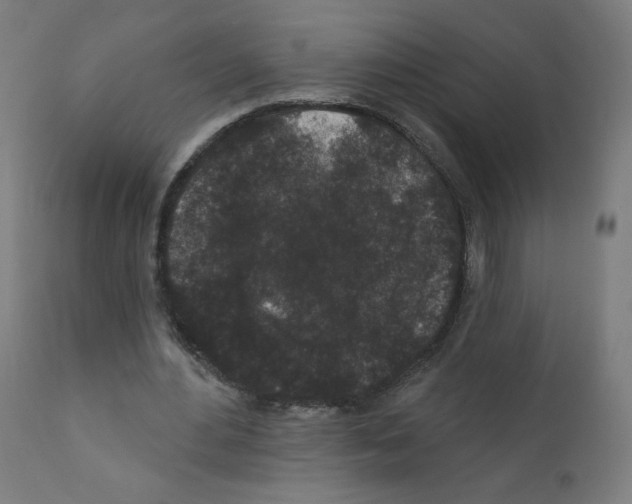 X0000110940484200907311020