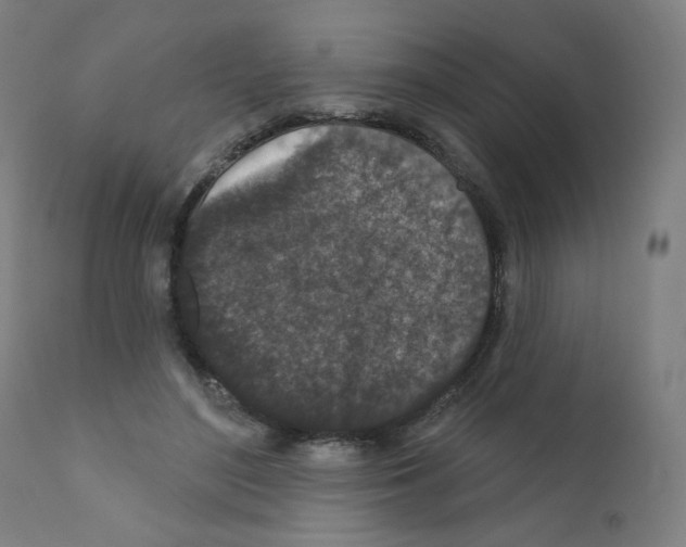X0000110940500200907311020
