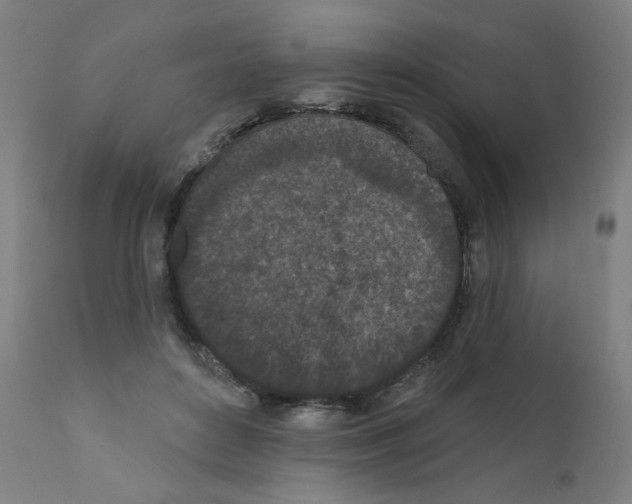 X0000110940504200907311020