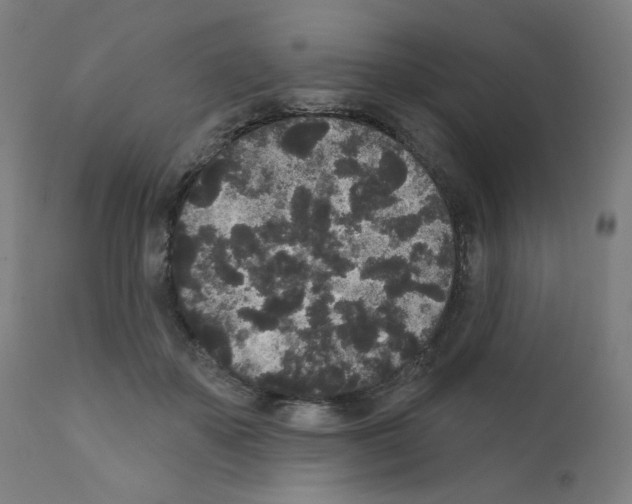 X0000110940507200907311020