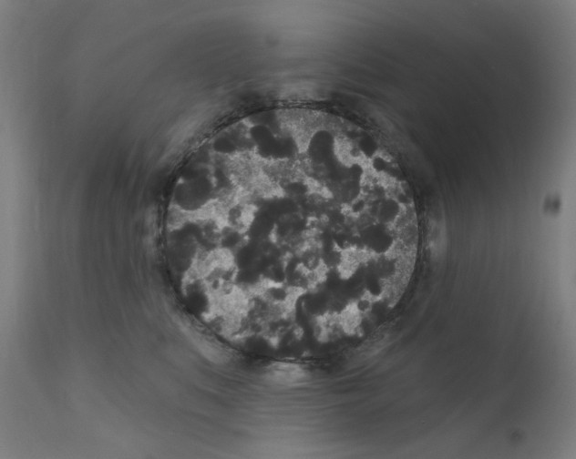 X0000110940519200907311020
