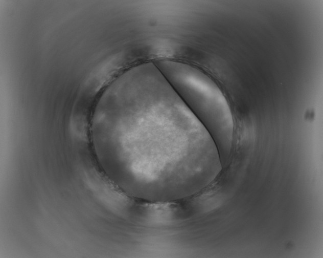 X0000110940524200907311020