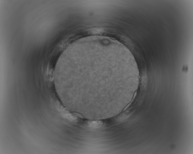 X0000110940525200907311020