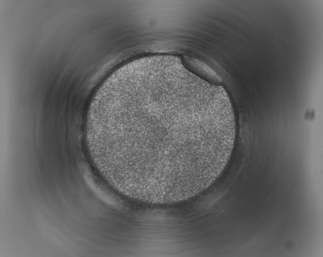 X0000110940530200907311019