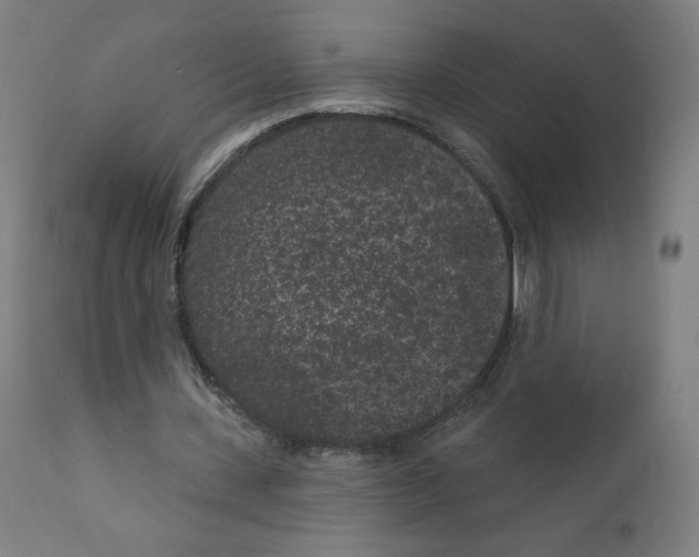 X0000110940531200907311019