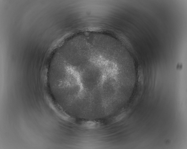 X0000110940542200907311019