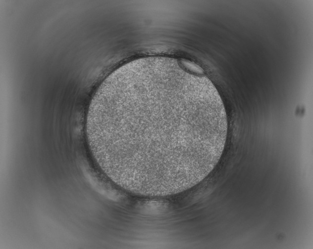 X0000110940546200907311019