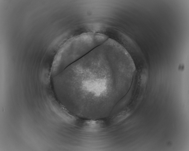 X0000110940558200907311019